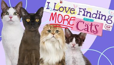 featured i love finding more cats free download