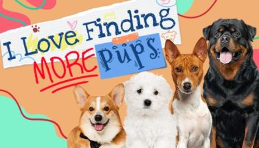 featured i love finding more pups free download 2
