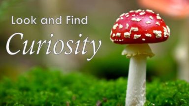 Featured Look and Find Curiosity Free Download