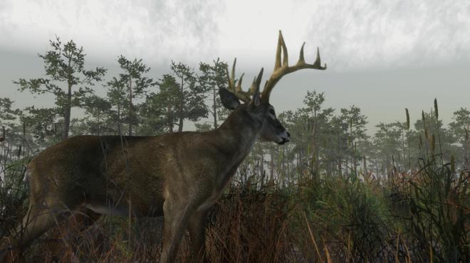 Deer Hunting Camp Torrent Download Deer Hunting Camp Torrent Download