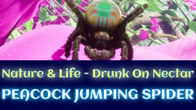 Nature And Life Drunk On Nectar Peacock Jumping Spider Free Download