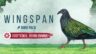 Featured Wingspan Bird Pack Additional Asian Avians Free Download